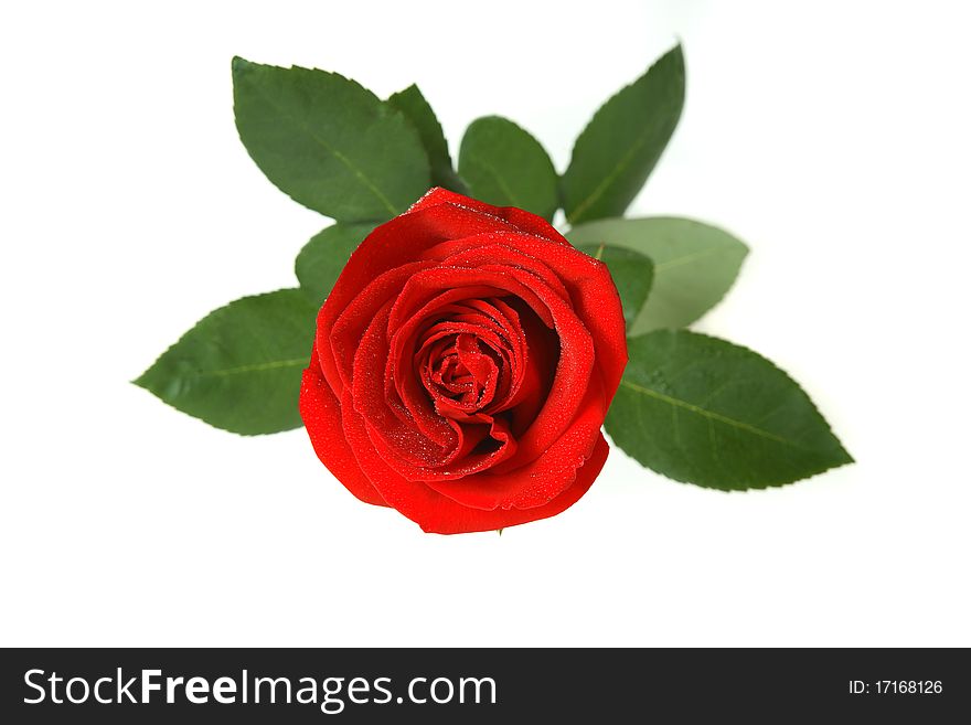 Red rose isolated and a white background