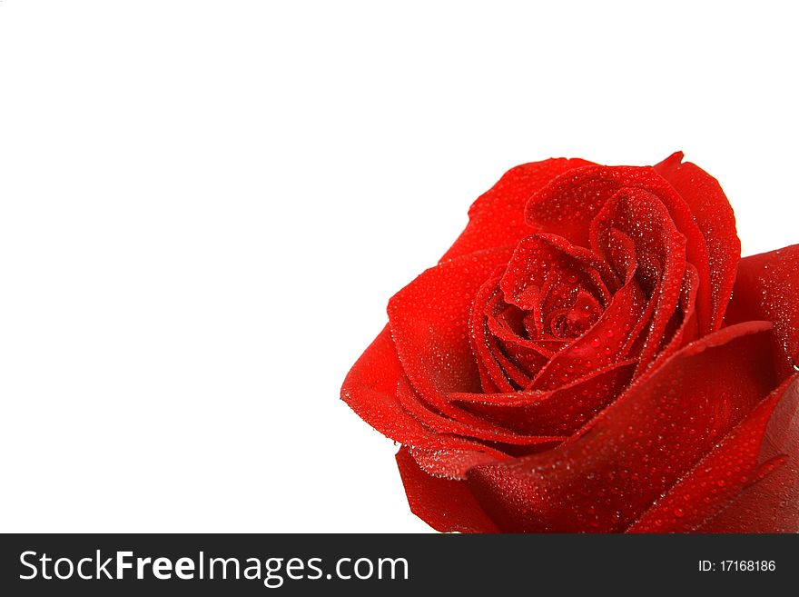 Red rose isolated and a white background