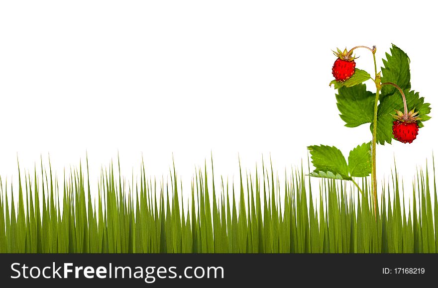 Wild strawberry and green grass isolated on white background. Wild strawberry and green grass isolated on white background