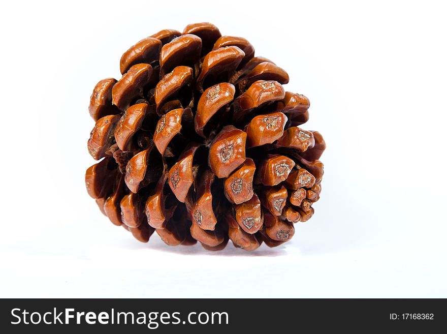 Cone of crimean pine isolated on white