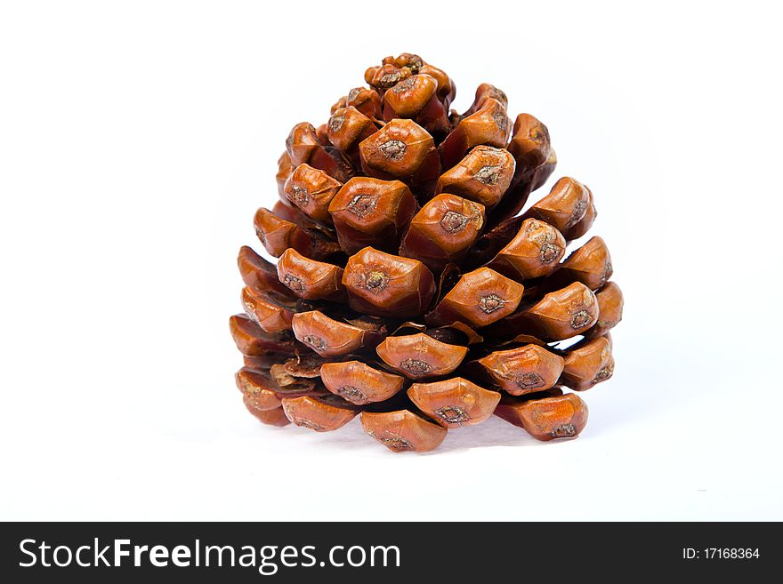 Cone of crimean pine isolated