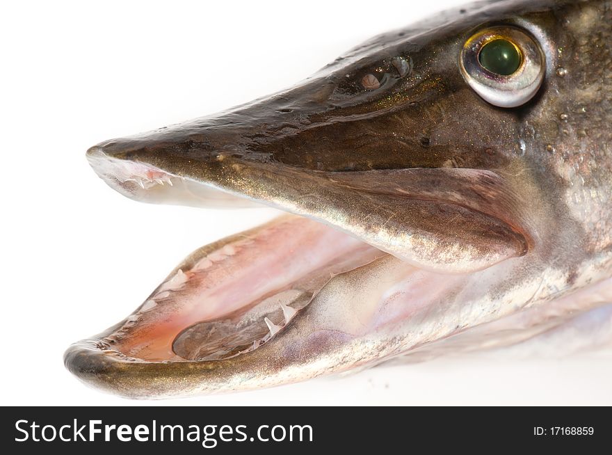 Pike head close-up, isolated over white