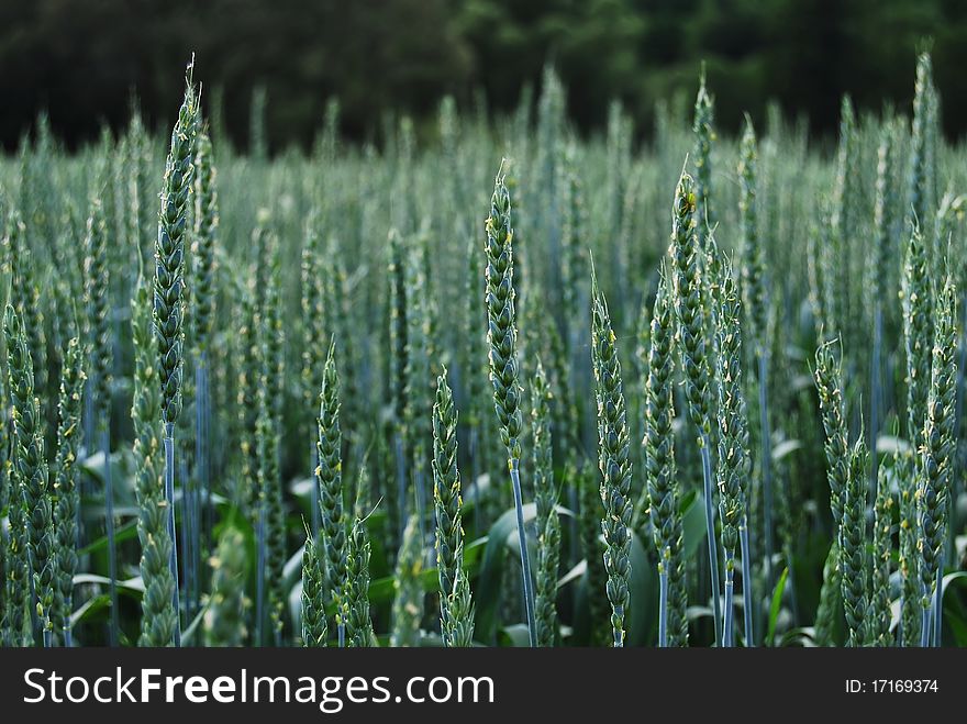 Wheat Field