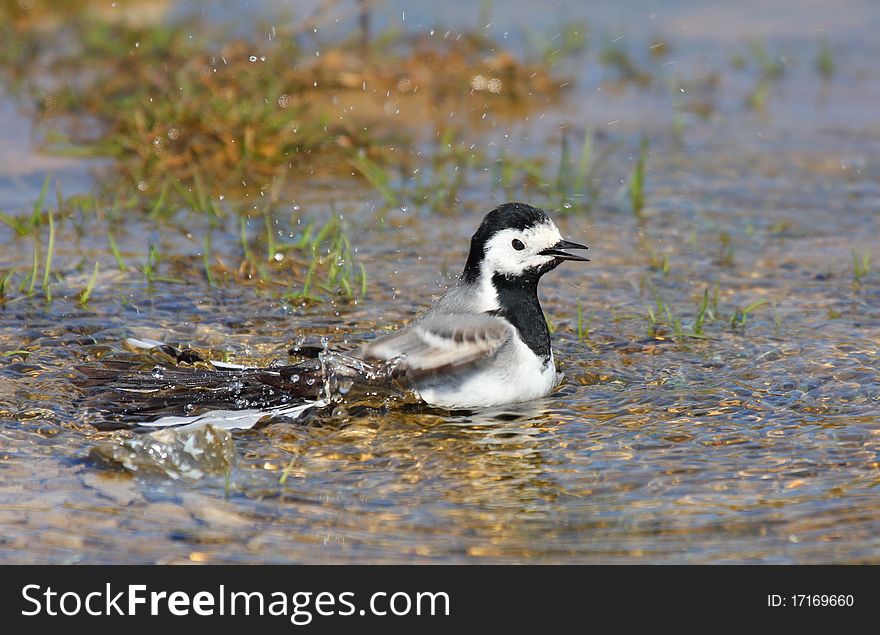 White wagtail (motacilla alba) bathing. White wagtail (motacilla alba) bathing