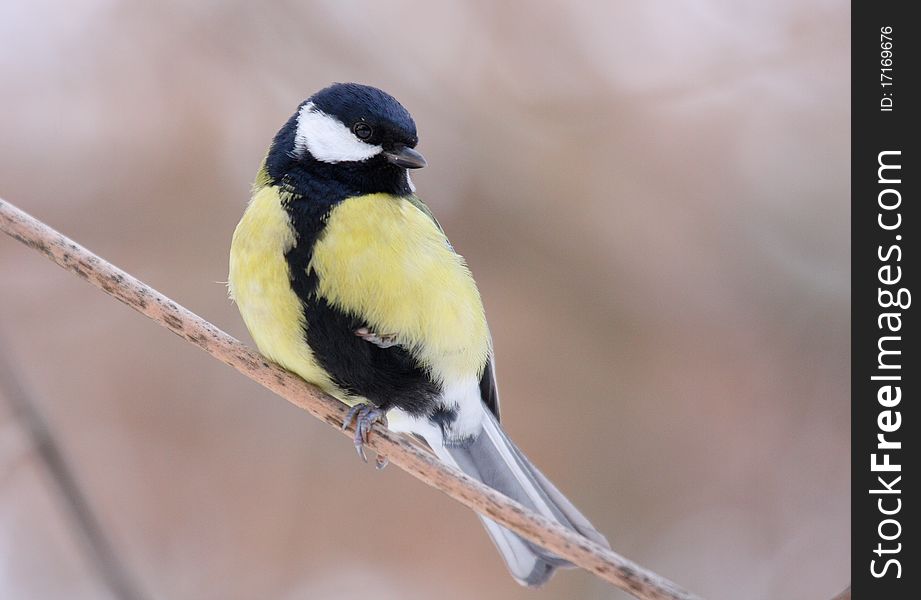 Great tit (parus major) standing on branch