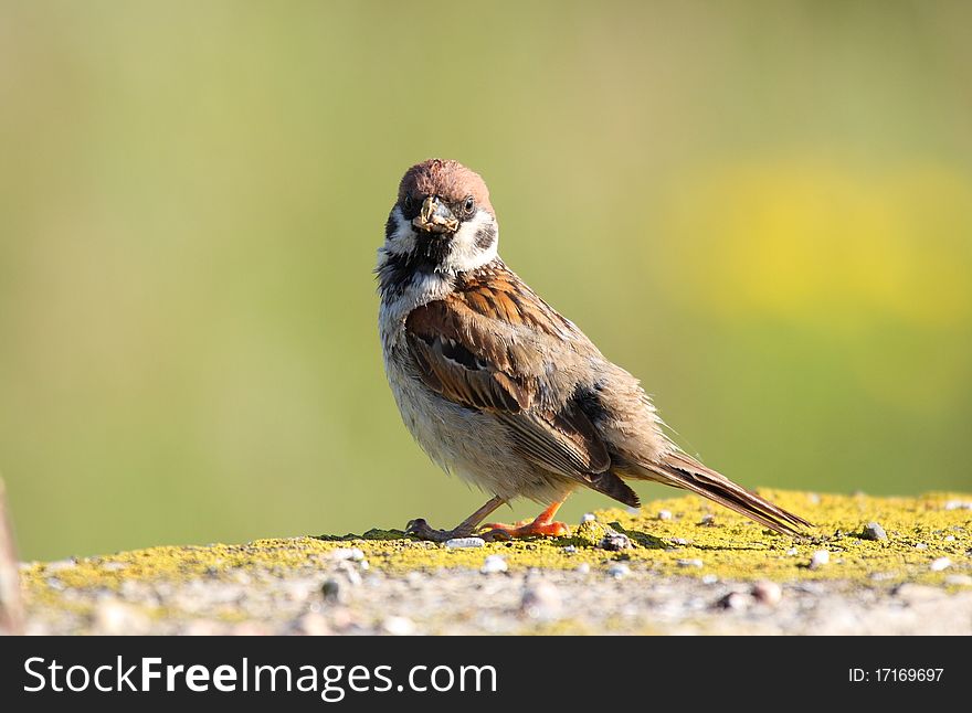 Tree sparrow (passer montanus) standing on rock