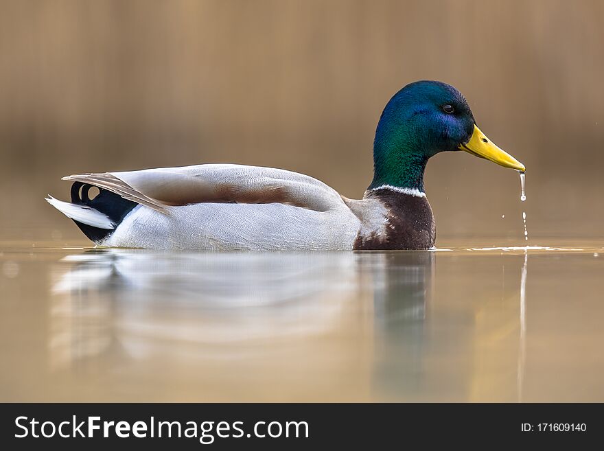 Male Wild Mallard Duck swimming