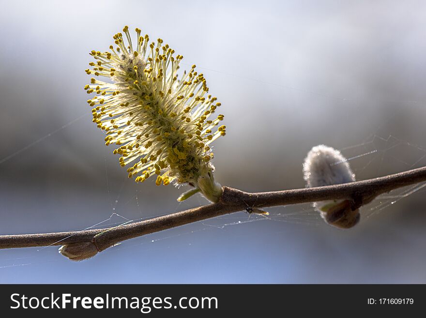 Flowers of Willow tree in late March and early April spring in France