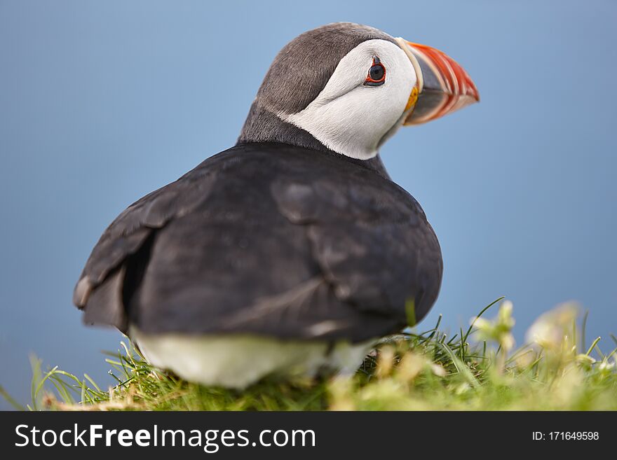 Puffin on Mykines cliffs and atlantic ocean. Faroe birdlife