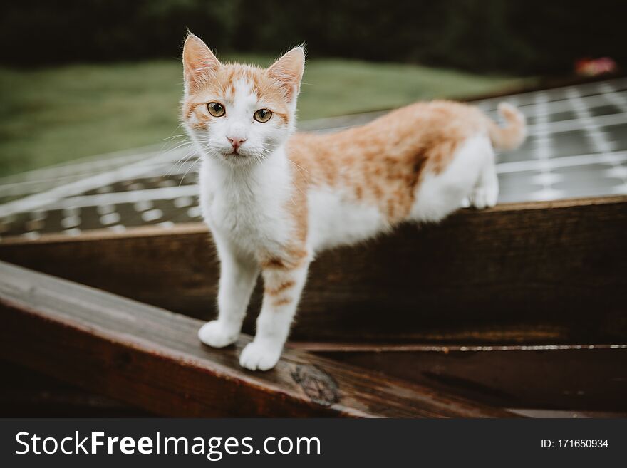 Curious White-brown Kitten Standing Half On The Roof With Solar Panels And Half On The Wet Wooden Railing During The Rainy Day