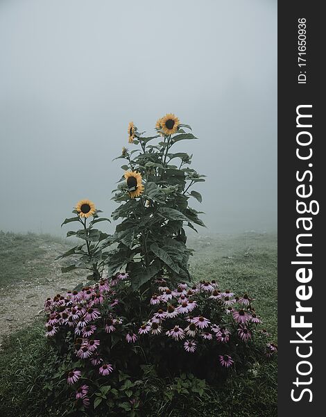 Flower bed with blooming sunflowers and coneflowers during the rainy misty morning in Slovenian mountains in vertical orientation