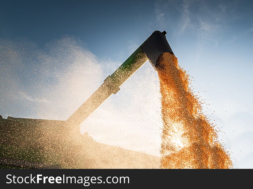 Pouring corn grain into tractor trailer after harvest at field. Pouring corn grain into tractor trailer after harvest at field