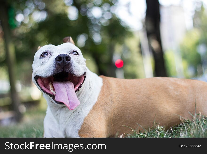 Happy Pet Dog On Grass, Friendly Dog Smiling