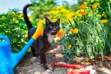 Cat Walks In The Garden. Next To The Cat Are A Watering Can, A Hoe And Gloves. The Concept Of Home Gardening And Gardening Stock Image