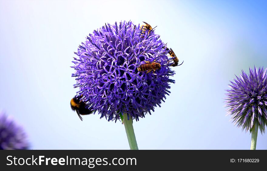 This very beautiful purple colored flower which has four beautiful bees, it is very beautiful in nature