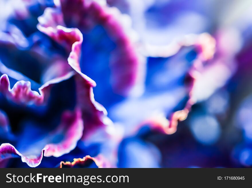 Abstract Floral Background, Blue Carnation Flower. Macro Flowers Backdrop For Holiday Brand Design