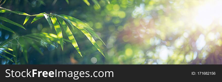 Bamboo leaves, Green leaf on blurred greenery background. Beautiful leaf texture in sunlight. Natural background. close-up of macro with free space for text