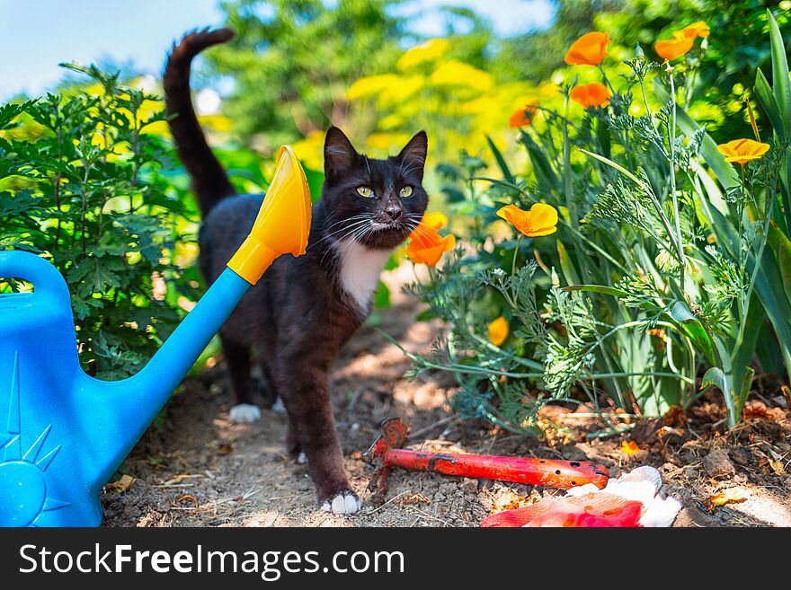 Cat walks in the garden. Next to the cat are a watering can, a hoe and gloves. The concept of home gardening and gardening.