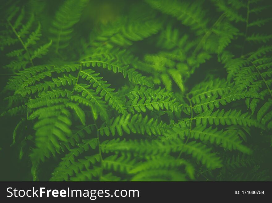 Spring nature detail of green fern