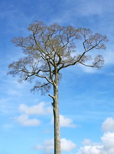 Big Tree, Blue Sky Royalty Free Stock Image Big Tree, Blue Sky Royalty Free Stock Image