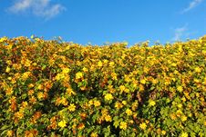 Sunflowers In The Field Stock Photography Sunflowers In The Field Stock Photography