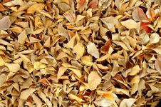 Dry Leaves Royalty Free Stock Images