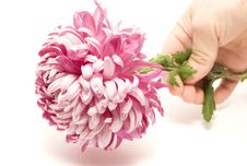 Flower In My Hand Stock Image Flower In My Hand Stock Image