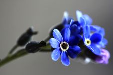 Forget-me-not Blossom Closeup Stock Photography Forget-me-not Blossom Closeup Stock Photography