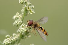 Hoverfly Royalty Free Stock Images