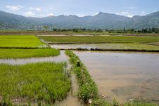 Flooded Rice Paddy Royalty Free Stock Photos Flooded Rice Paddy Royalty Free Stock Photos
