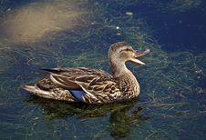 Female Mallard Quacking Stock Photo Female Mallard Quacking Stock Photo