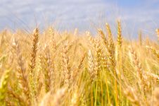 Ripe Wheat Ears Stock Photos Ripe Wheat Ears Stock Photos