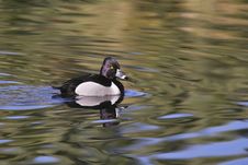 Ring-necked Duck Royalty Free Stock Photos Ring-necked Duck Royalty Free Stock Photos
