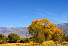 Fall Colors In The Easter Sierra Stock Photo Fall Colors In The Easter Sierra Stock Photo