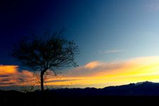 Silhouette Tree In The Sunset Royalty Free Stock Image Silhouette Tree In The Sunset Royalty Free Stock Image