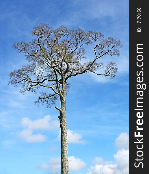 Old tall big tree, blue sky