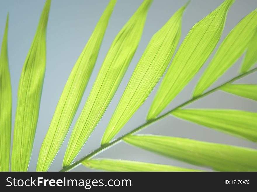 Green fresh leaves on a light background