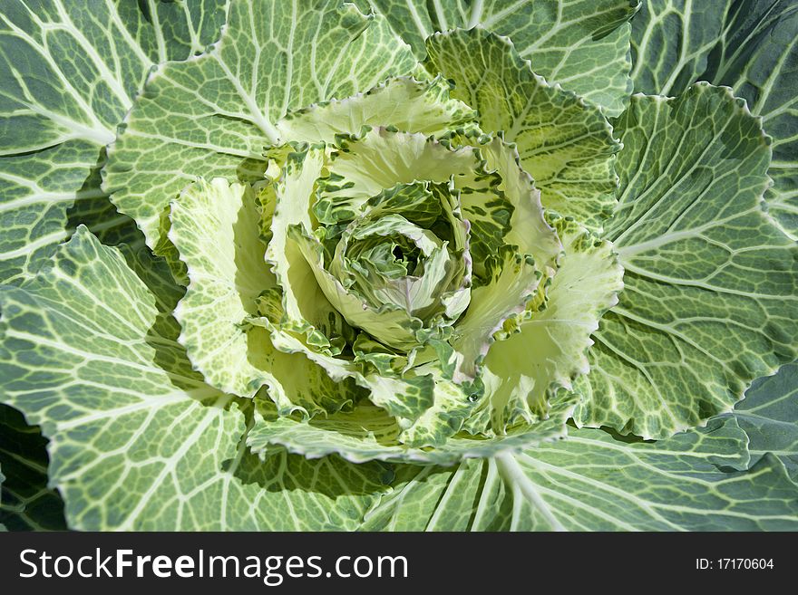 Close up of Vegetable blossom