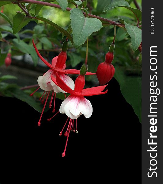 Red and White Fuschia against Green and Black Background