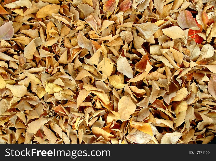 Dry leaves in autumn season