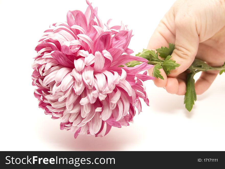 Flower in my hand