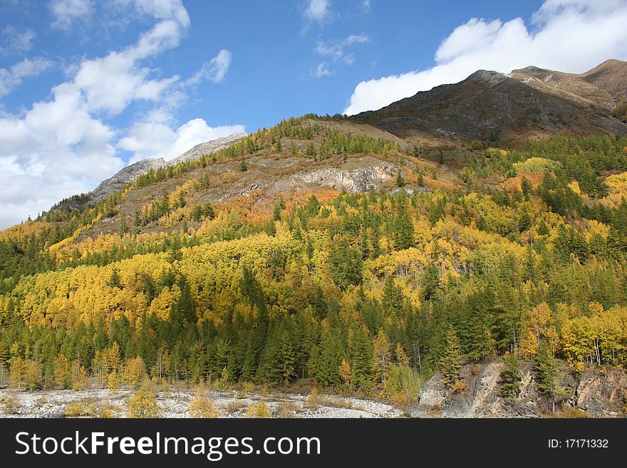 Yellow and green trees at the foot of the mountains unforested