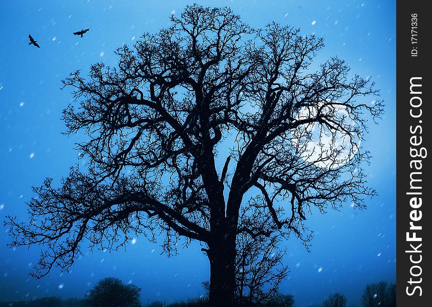 Lonely tree standing in the night lit by the moonlight . Lonely tree standing in the night lit by the moonlight ..