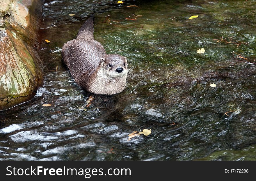 Otter in the water in a zoo in Prague, Czech Republic