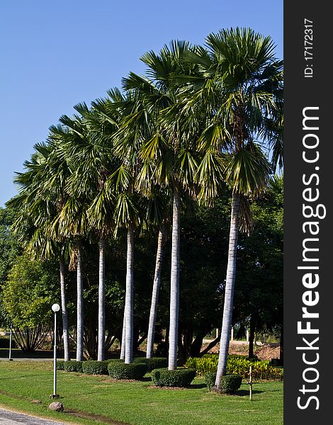 Row of Palm tree in the park