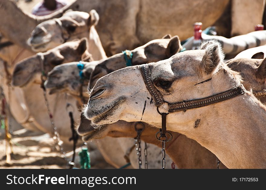 Close-up of a dromedary's head and others in background. Close-up of a dromedary's head and others in background