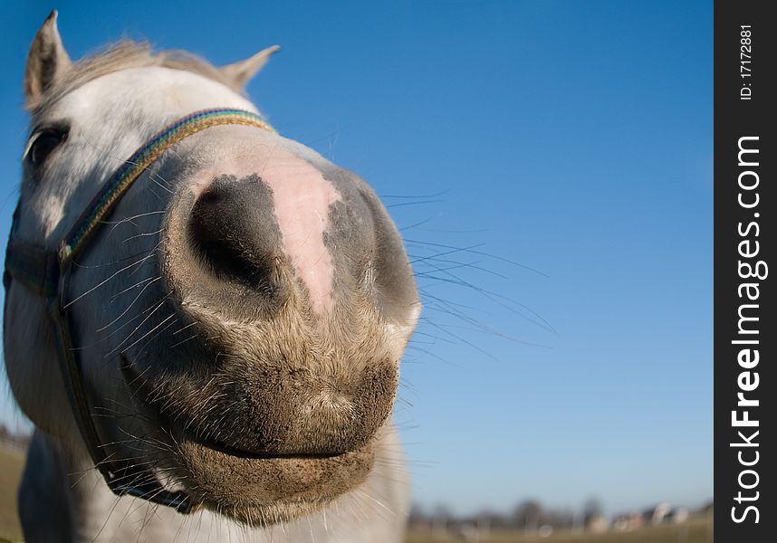 Muzzle of a horse soiled by the earth. Muzzle of a horse soiled by the earth