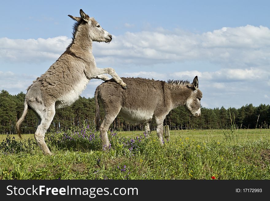 Two donkeys on o meadow