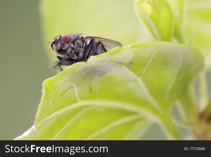 Close up view on a fly (Sarcophagidae)