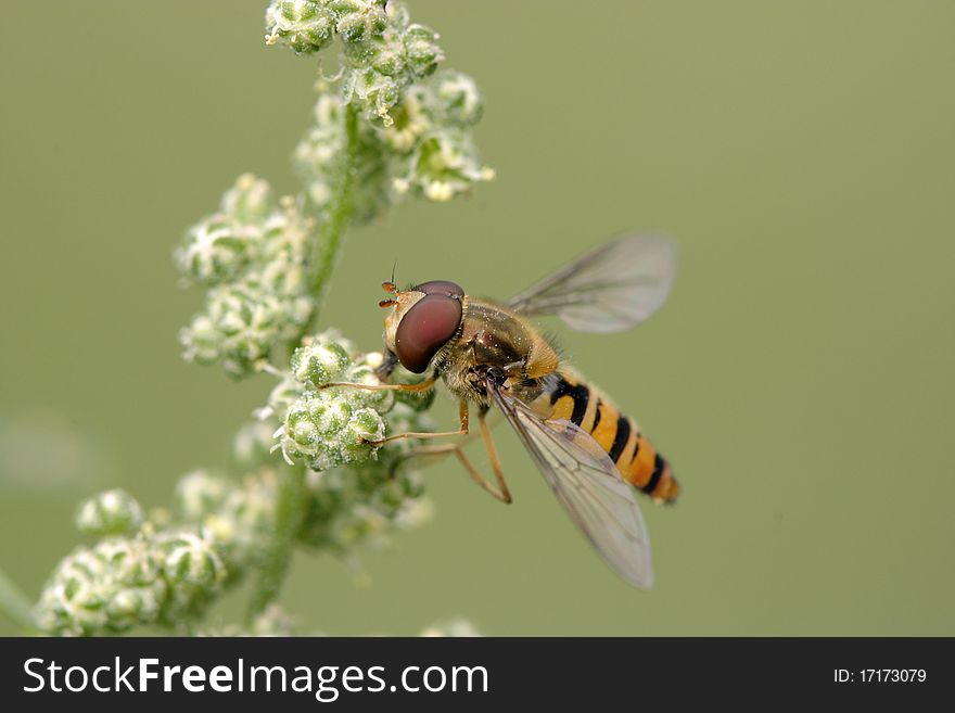 Close up view on a hoverfly